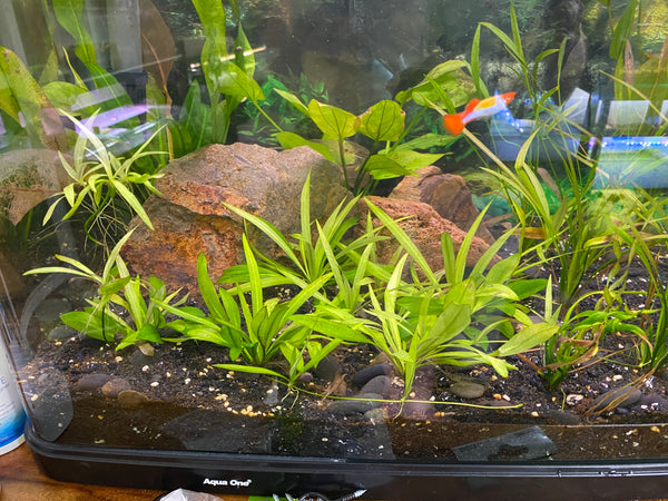 Amazon sword plant Echin Grisebachii