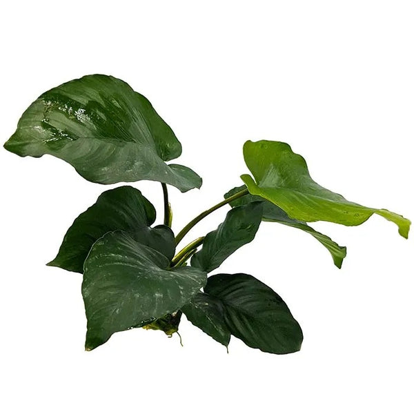 Anubias Barteri 10-20cm