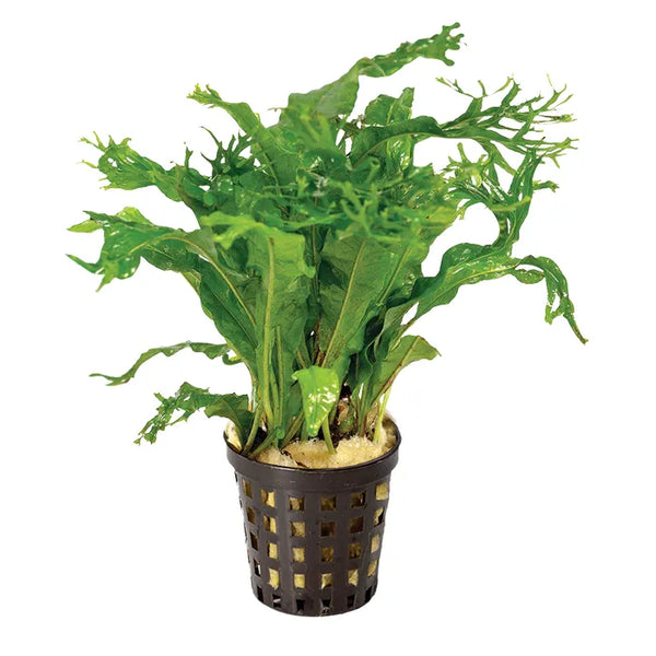 Large Crested Java Fern – Hardy Midground Plant for Low Tech Aquariums