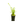 Load image into Gallery viewer, Pearl weed