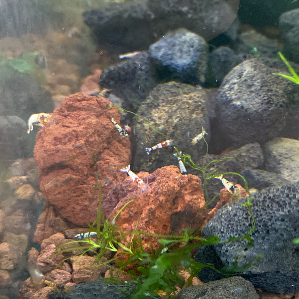 Assorted Caridina Shrimp