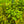 Load image into Gallery viewer, Ludgwigia round leaf
