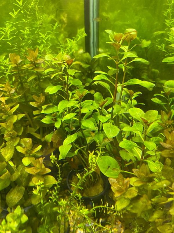 Ludgwigia round leaf