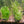 Load image into Gallery viewer, Lilaeopsis brasiliensis – Foreground Carpet Plant in 5cm Pot (Micro Sword)
