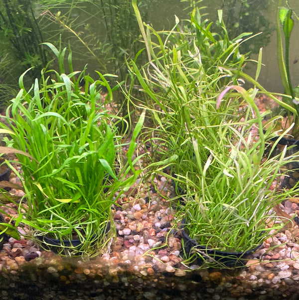 Lilaeopsis brasiliensis – Foreground Carpet Plant in 5cm Pot (Micro Sword)