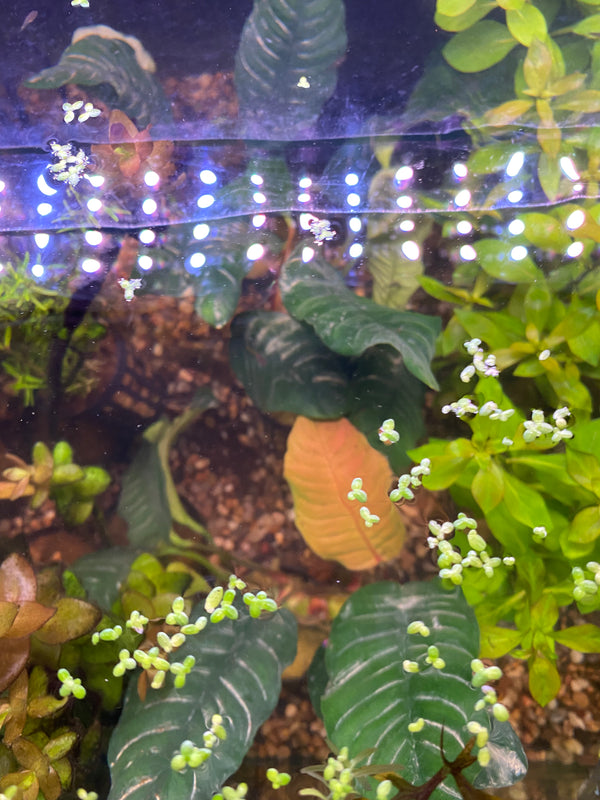 Anubias Coffeefolia (Beginner Friendly/ Low Light/ Low Tech Plant)