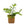 Load image into Gallery viewer, Bolbitis heudelotii (African Water Fern) – Low Tech Rhizome Plant in 3cm Clay Pot