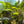 Load image into Gallery viewer, Echinodorus Ozelot assorted