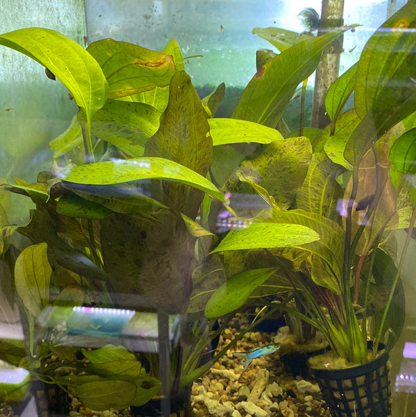 Echinodorus Ozelot assorted