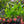 Load image into Gallery viewer, Java Fern 3cm Clay pot