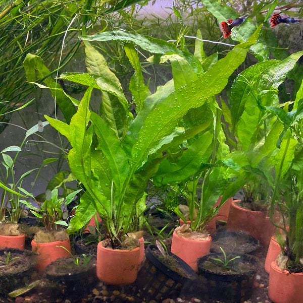 Java Fern 3cm Clay pot