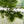 Load image into Gallery viewer, Hornwort (Foxtail) – Fast Growing Floating Plant for Beginners