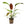 Load image into Gallery viewer, Echinodorus Ozelot assorted
