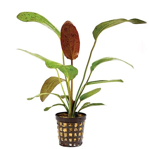 Echinodorus Ozelot assorted