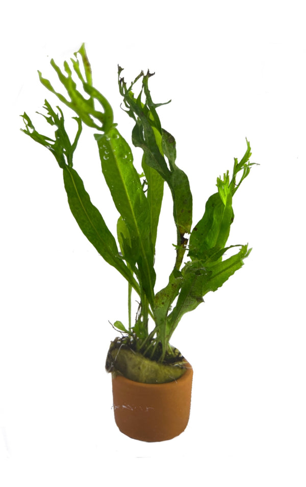 Crested Java Fern – Windelov Variety in 3cm Clay Pot (Low Tech Plant)