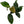 Load image into Gallery viewer, Anubias Coffeefolia (Beginner Friendly/ Low Light/ Low Tech Plant)