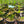 Load image into Gallery viewer, Echinodorus Tenellus – Easy Foreground Chain Sword for Low Tech Aquariums
