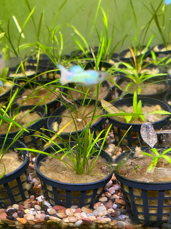 Echinodorus Tenellus – Easy Foreground Chain Sword for Low Tech Aquariums