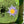 Load image into Gallery viewer, Nymphaea Spp (blue flowered water Lily)