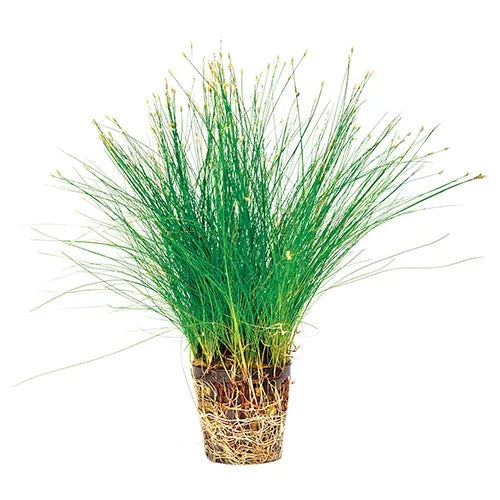 Dwarf Hairgrass – Carpet Plant in 5cm Pot for CO₂ & High Light Tanks