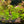 Load image into Gallery viewer, Pearl weed