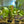 Load image into Gallery viewer, Echinodorus Ozelot assorted