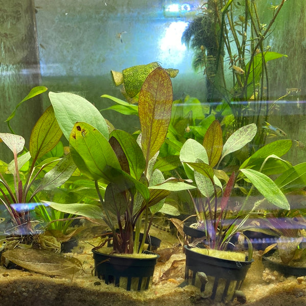 Echinodorus Ozelot assorted