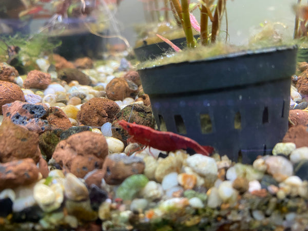 High Quality Red Cherry Shrimp