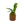 Load image into Gallery viewer, Assorted Anubias Spp 3cm clay pot