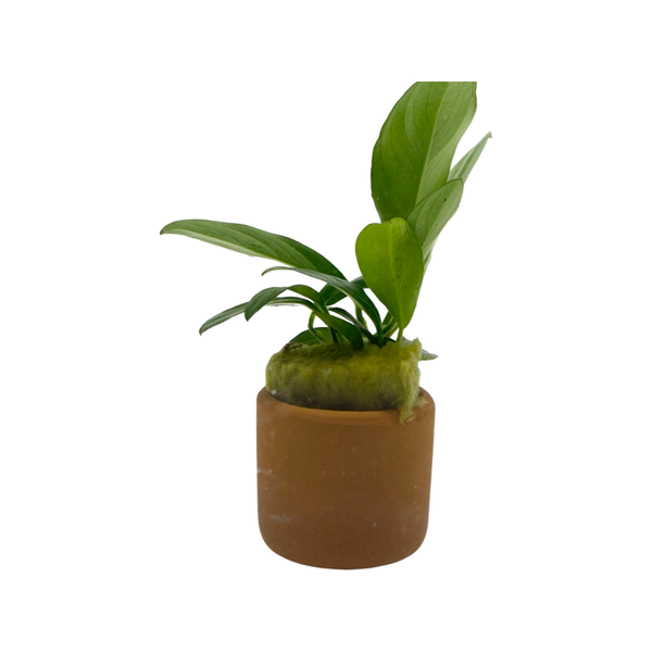 Assorted Anubias Spp 3cm clay pot