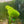 Load image into Gallery viewer, Riccia Topiary Balls