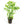 Load image into Gallery viewer, Hygrophila polysperma (sunset)