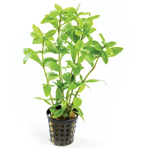 Hygrophila polysperma (sunset)
