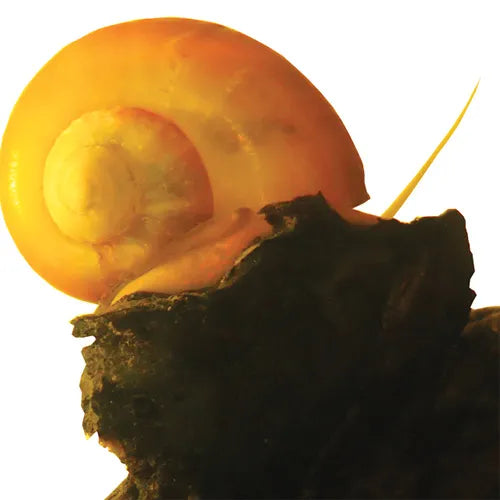 Golden Mystery Snails
