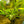 Load image into Gallery viewer, Assorted Crypts 5cm Basket Pot
