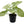 Load image into Gallery viewer, Arrow Plants (syngonium)