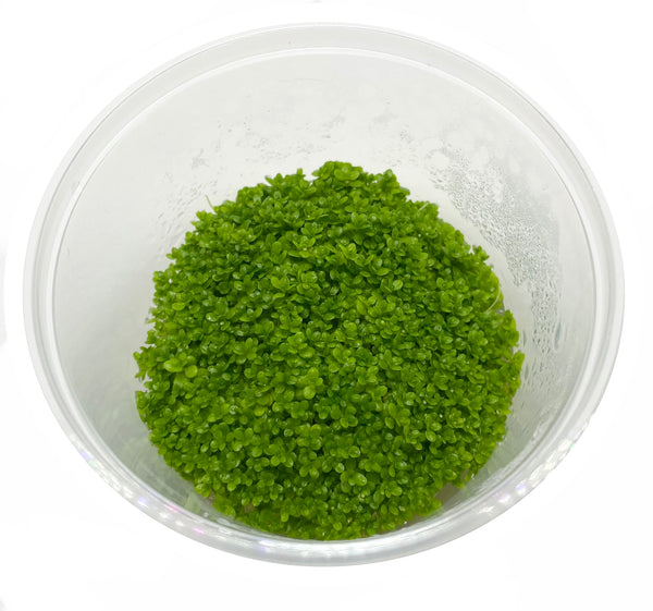 HC Cuba 5cm basket pot