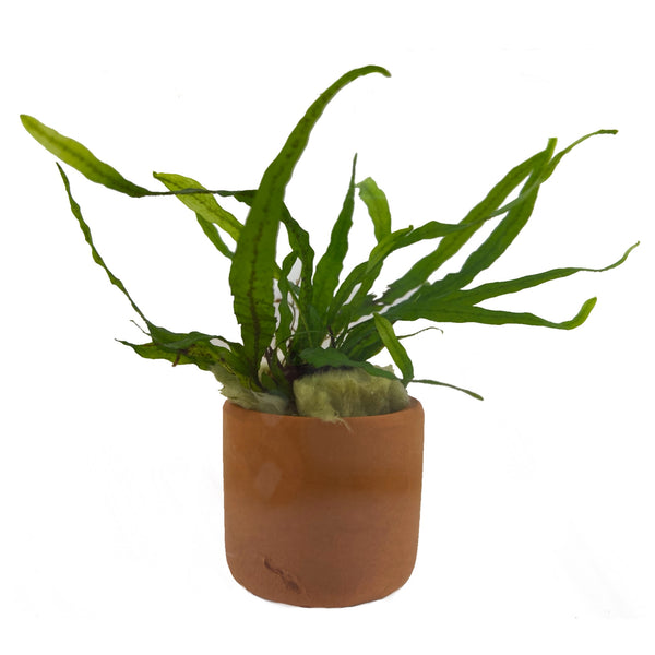 Needle leaf Java fern