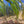 Load image into Gallery viewer, Giant Vallisneria – Tall Background Plant for Large Aquariums