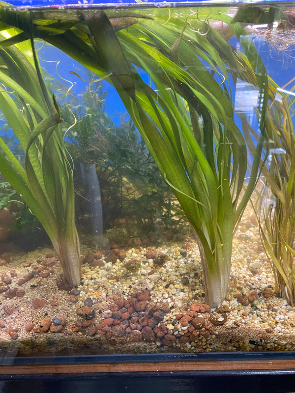 Giant Vallisneria – Tall Background Plant for Large Aquariums