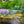 Load image into Gallery viewer, Planaria Trap