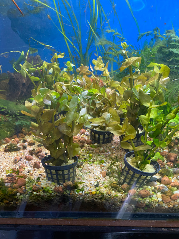 Bacopa spp. – Easy Stem Plant for Background or Midground Placement