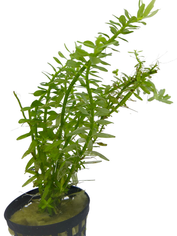 Rotala Green