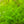 Load image into Gallery viewer, Pearl weed