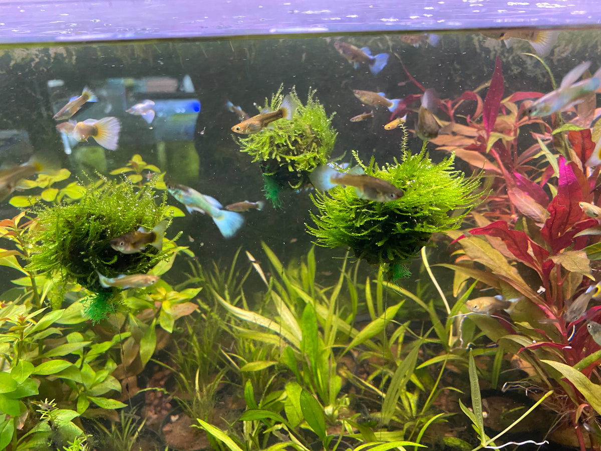 Moss Balls Float ?!?!  Aquarium Plants Forum