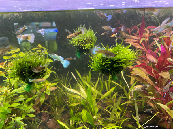 Floating Moss Ball – Easy Decorative Plant for Shrimp, Bettas & Nano Tanks