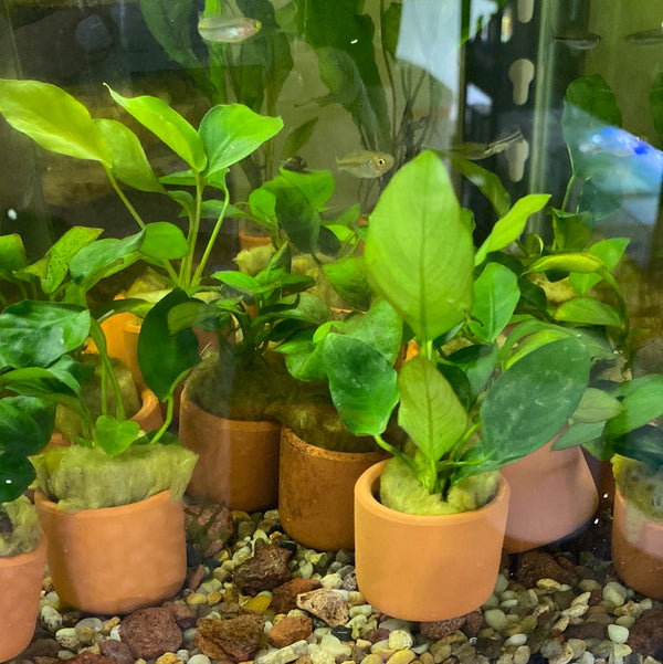 Anubias nana – Easy Low Tech Plant for Driftwood & Rock