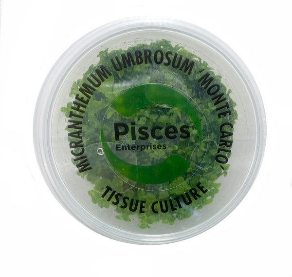 Monte Carlo Tissue Culture