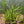 Load image into Gallery viewer, Echinodorus Latifolius (Tall Chain Sword)