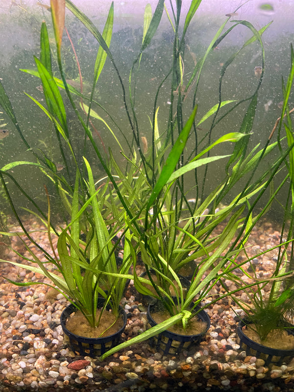 Echinodorus Latifolius (Tall Chain Sword)